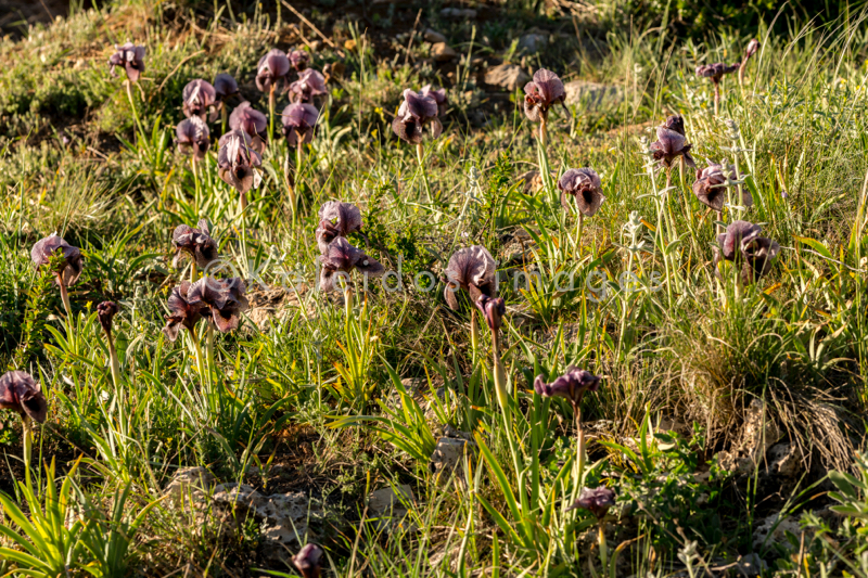 Al Arz;Iris;Iris Cedreti;Kaleidos;Kaleidos images;Lebanon;Middle East;Near East;Proche Orient;Tarek Charara;Flowers;Endemic;Endangered species;Endemic species;Critically endangered;Critically endangered species